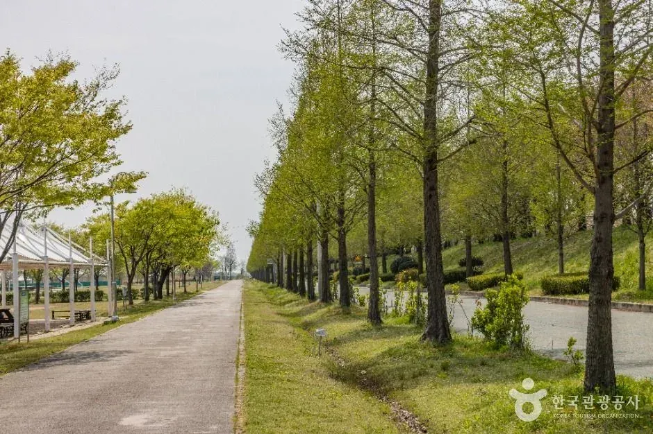 Tree-lined path beside the Nakdong River